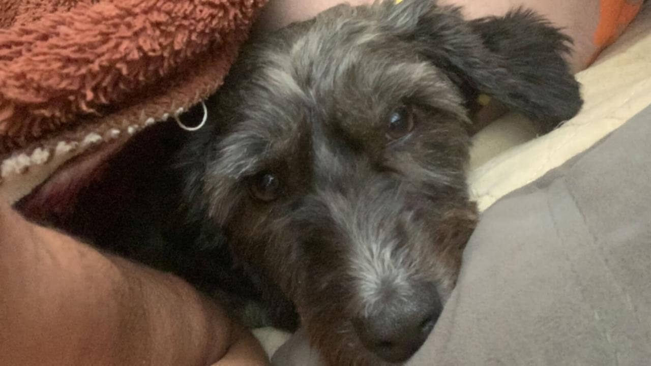 Cachorro Bob desapareceu no bairro Neva
