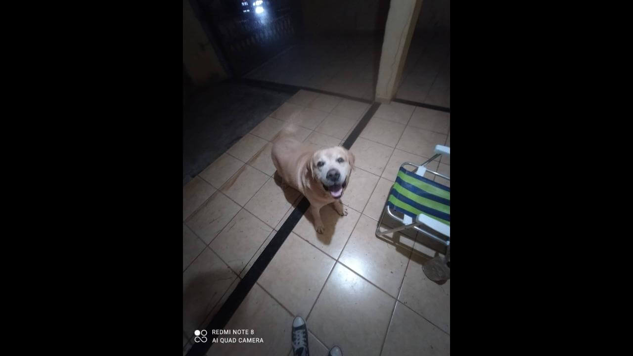 Cachorro é encontrado no bairro Universitário
