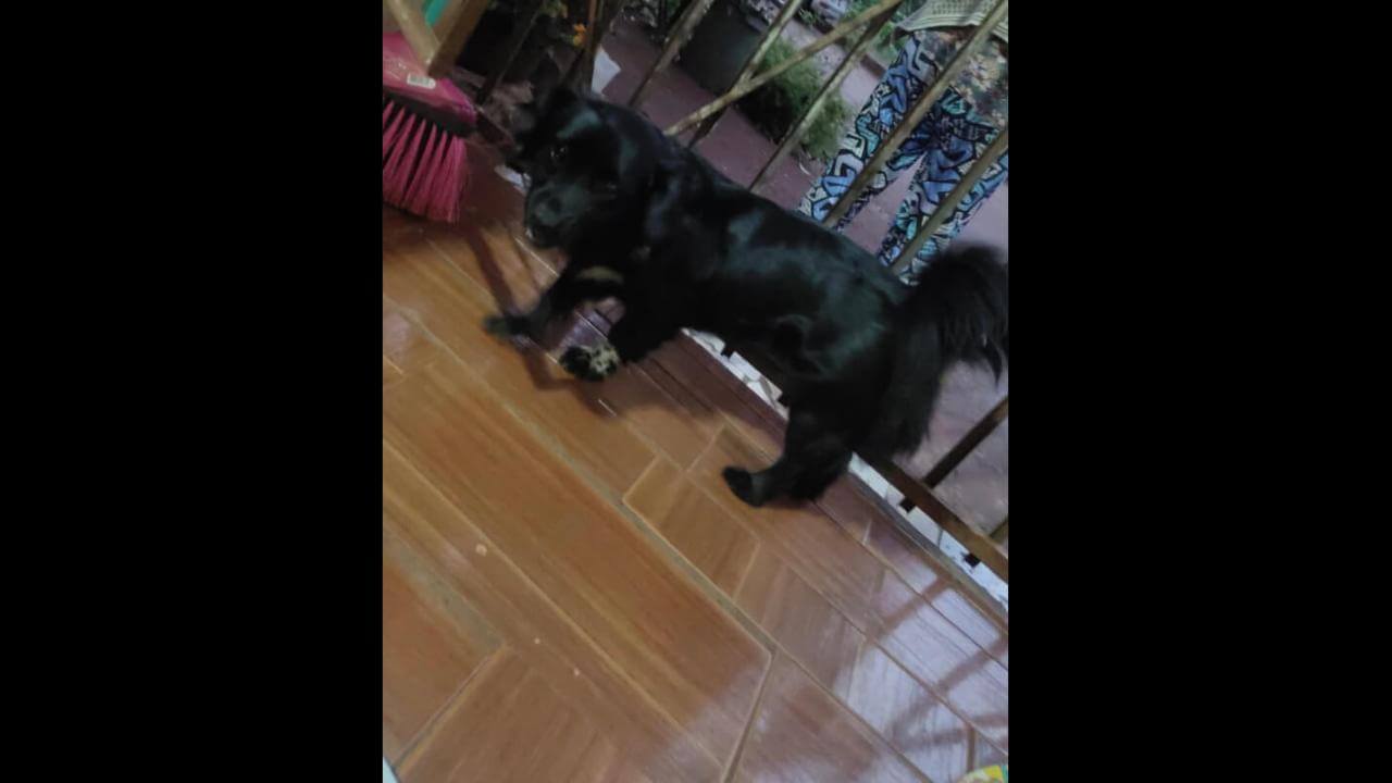 Cachorra é encontrada no bairro Brasmadeira