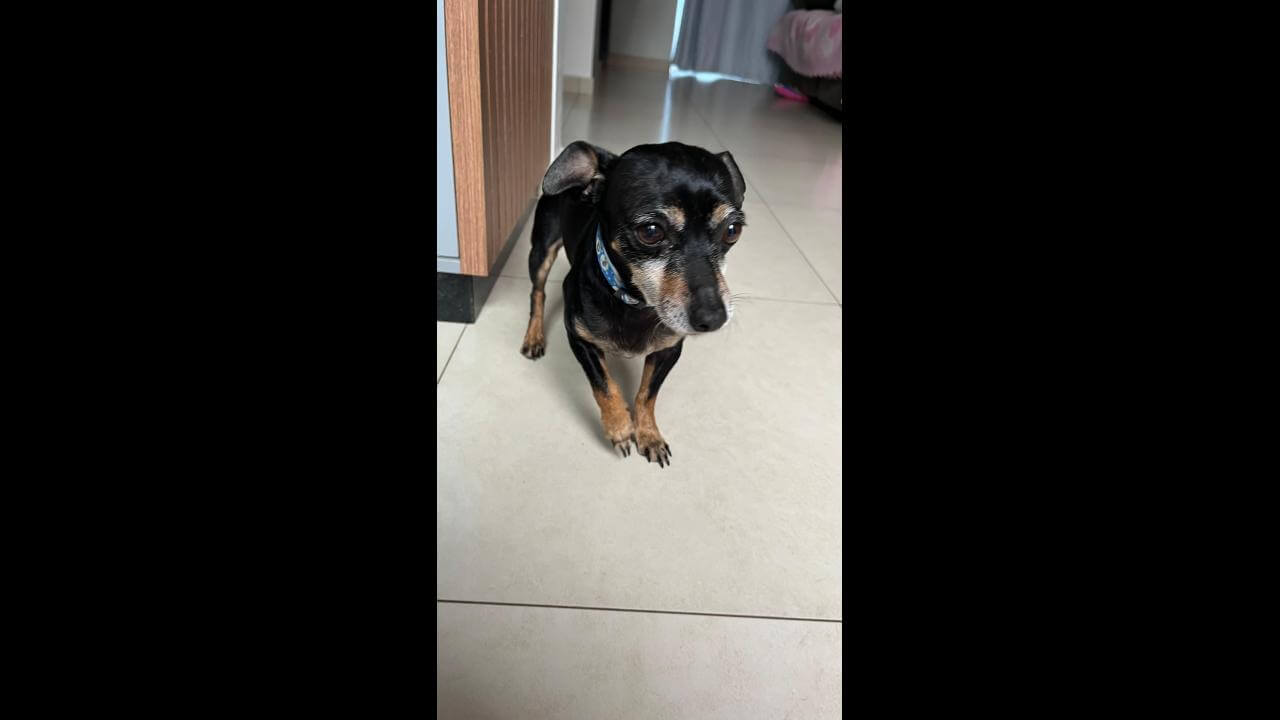 Cachorro é encontrado no bairro Santo Onofre