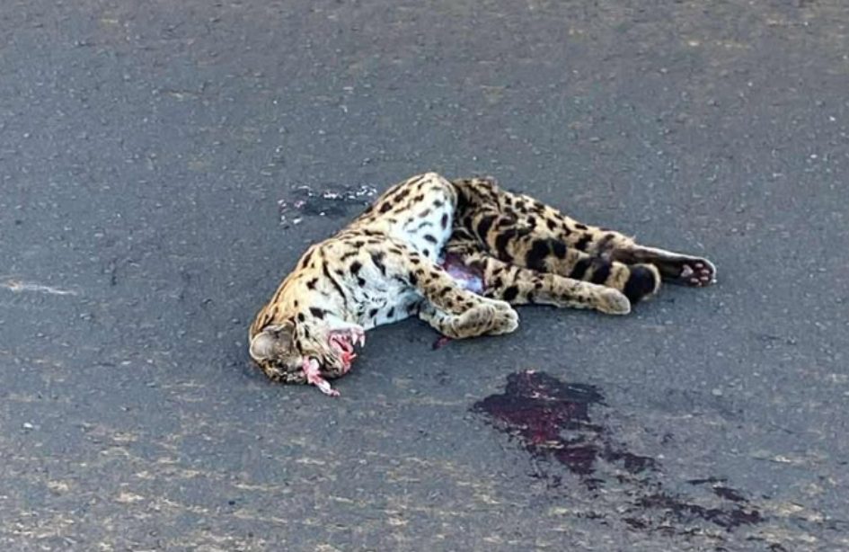 Filhote de onça é encontrado morto na BR-277
