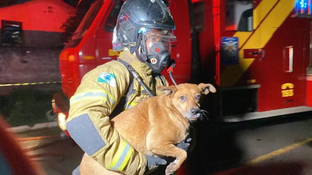 Cachorrinha é salva por bombeiros durante incêndio em Apucarana
