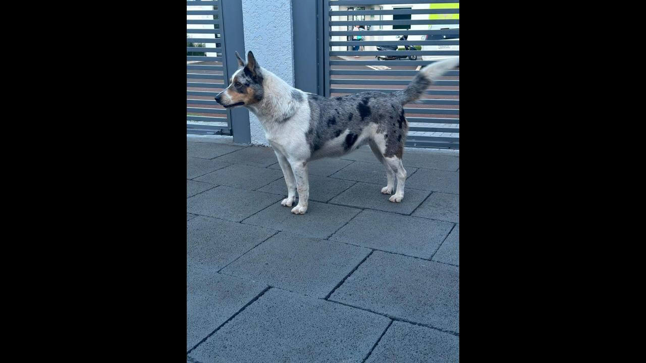 Cachorra Pandora desapareceu no bairro Alto Alegre