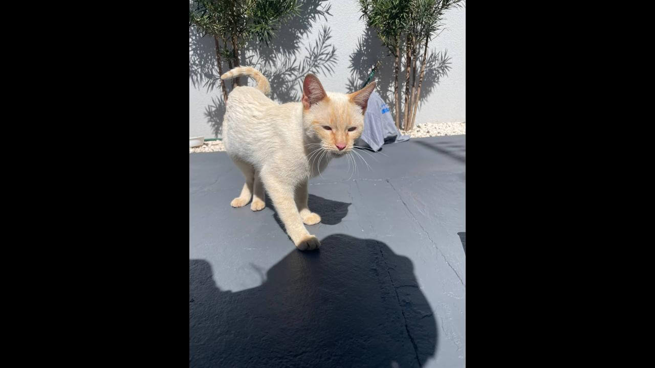 Gato é encontrado no bairro Florais do Paraná