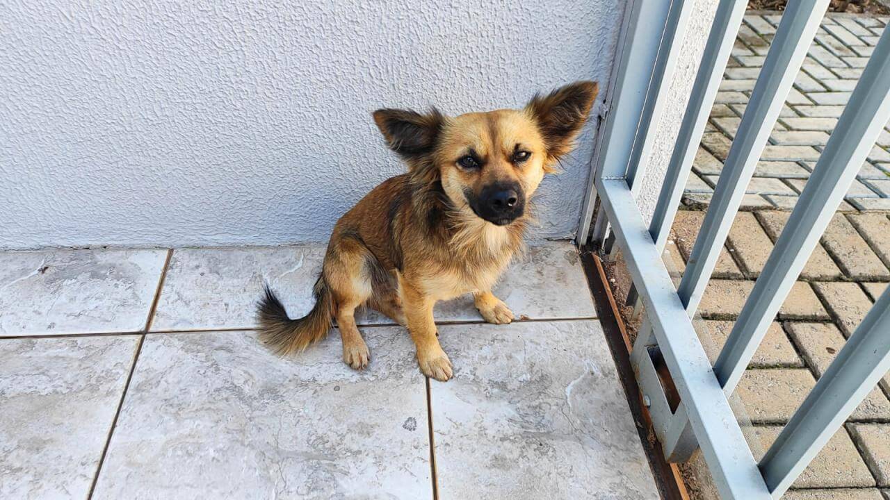 Cachorra é encontrada no bairro Região do Lago