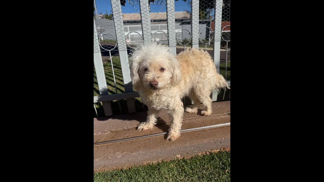 Cachorra é encontrada no bairro Centro
