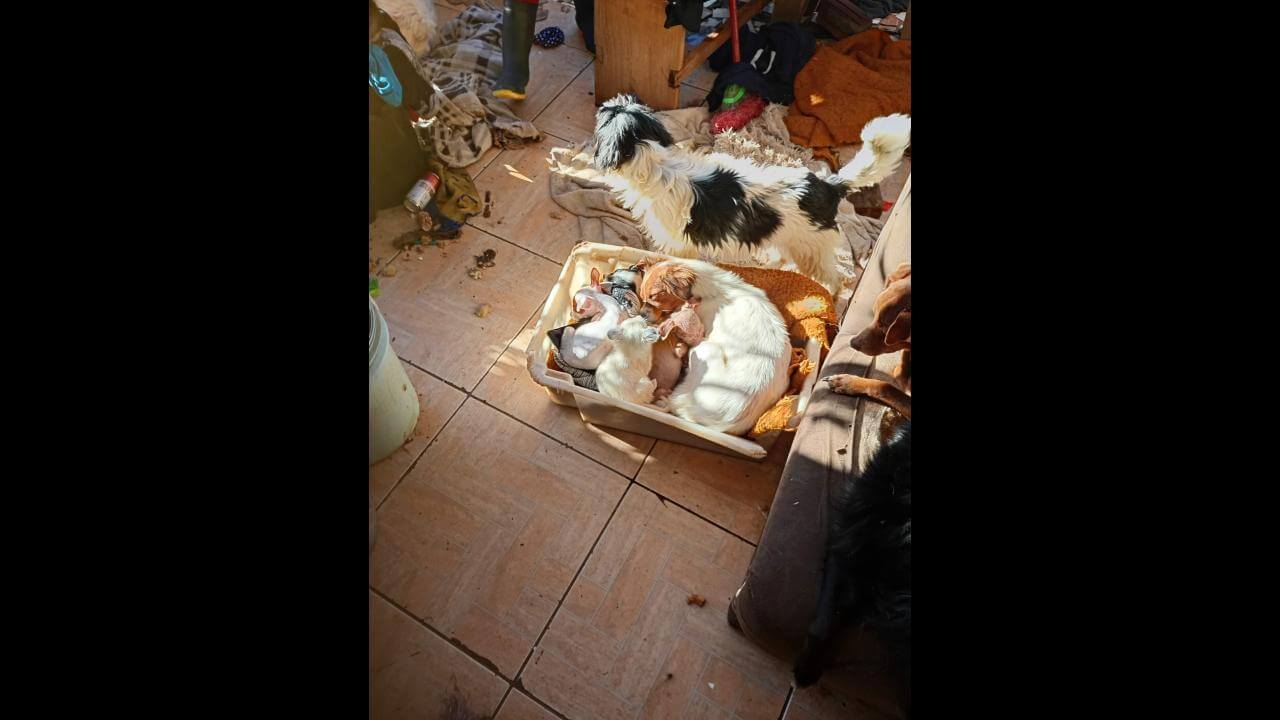 Cachorra Nani desapareceu no bairro Tarumã