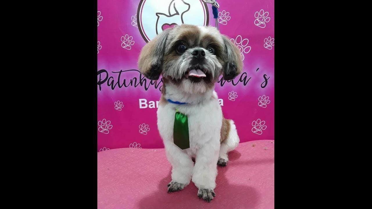 Cachorro Pepi sansalone desapareceu no bairro Tarumã