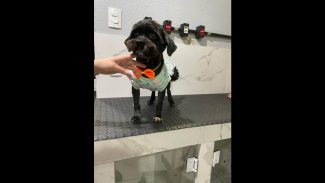 Imagem referente a Cachorro Rodolfo desapareceu no bairro Floresta