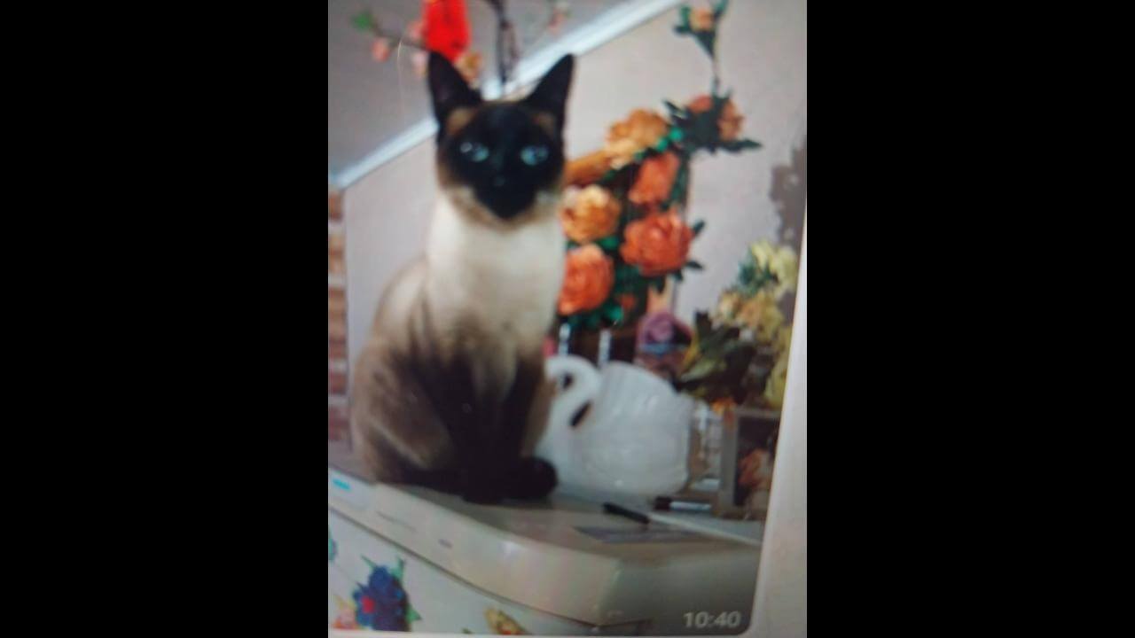 Gata Florzinha desapareceu no bairro Jardim Colméia