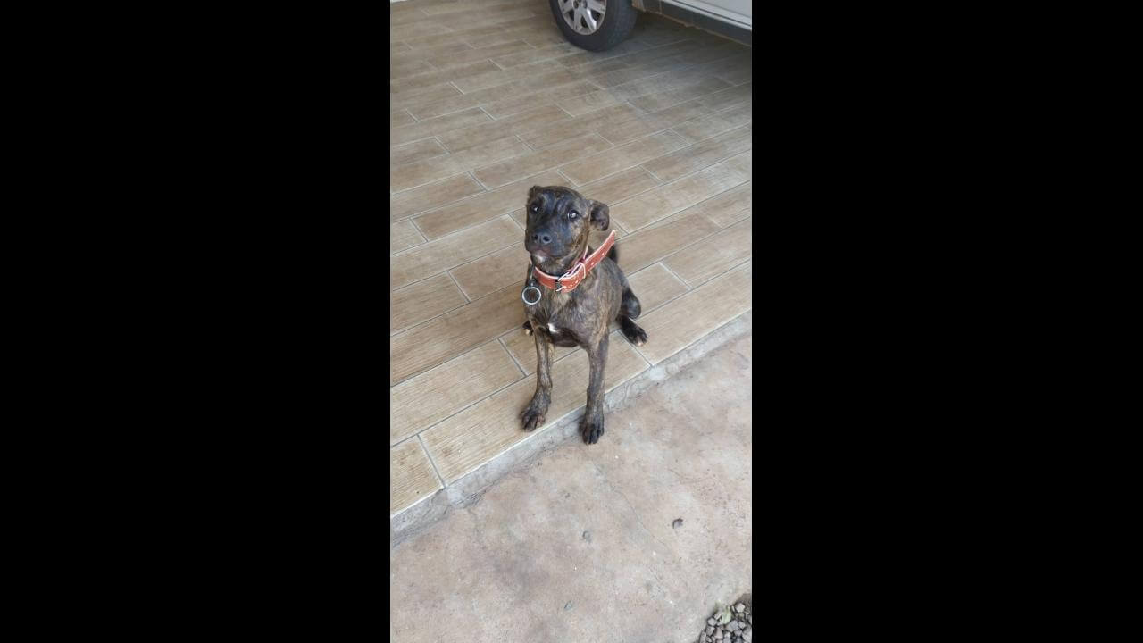 Cachorra é encontrada no bairro Centro