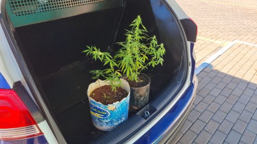 Casa abandonada: Dois pés de maconha são apreendidos no Interlagos Casa abandonada: Dois pés de maconha são apreendidos no Interlagos