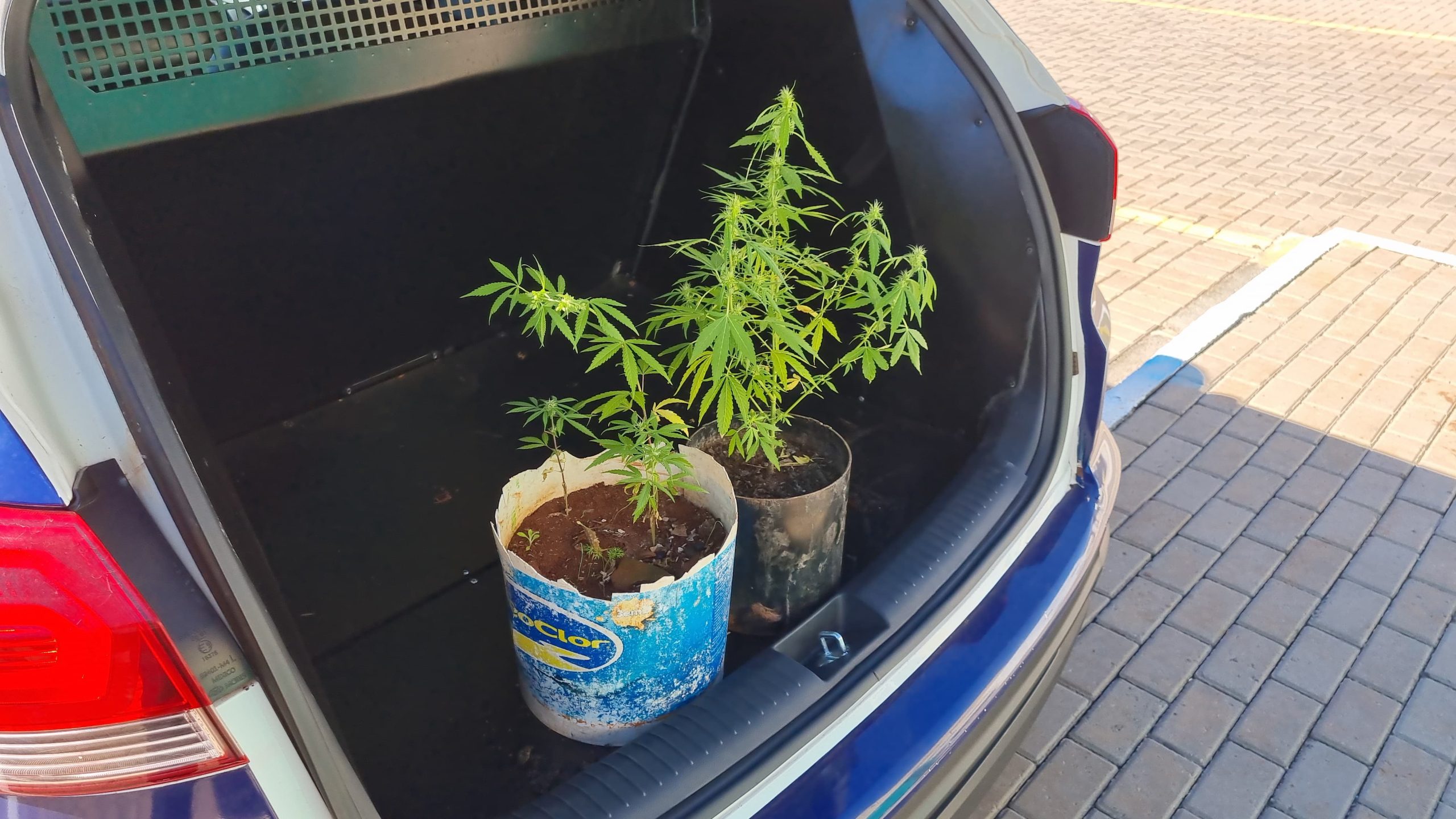 Casa abandonada: Dois pés de maconha são apreendidos no Interlagos