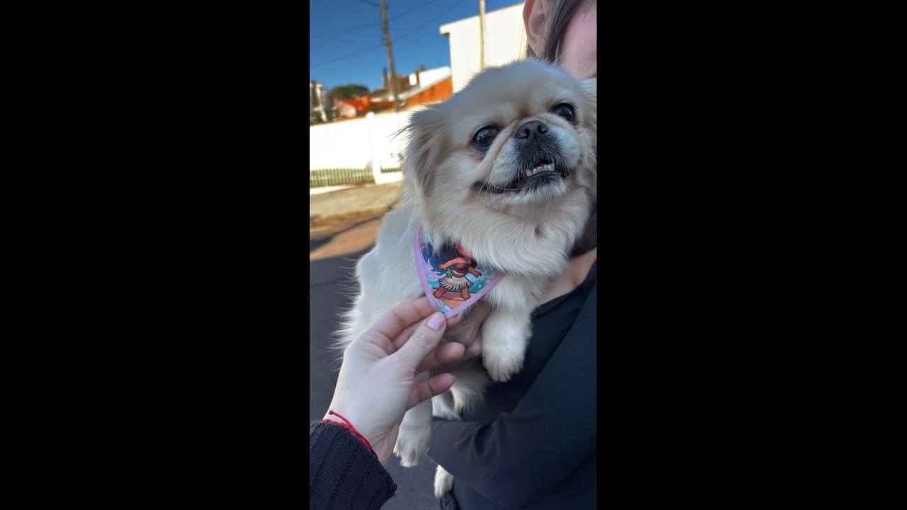 Cachorra é encontrada no bairro Centro
