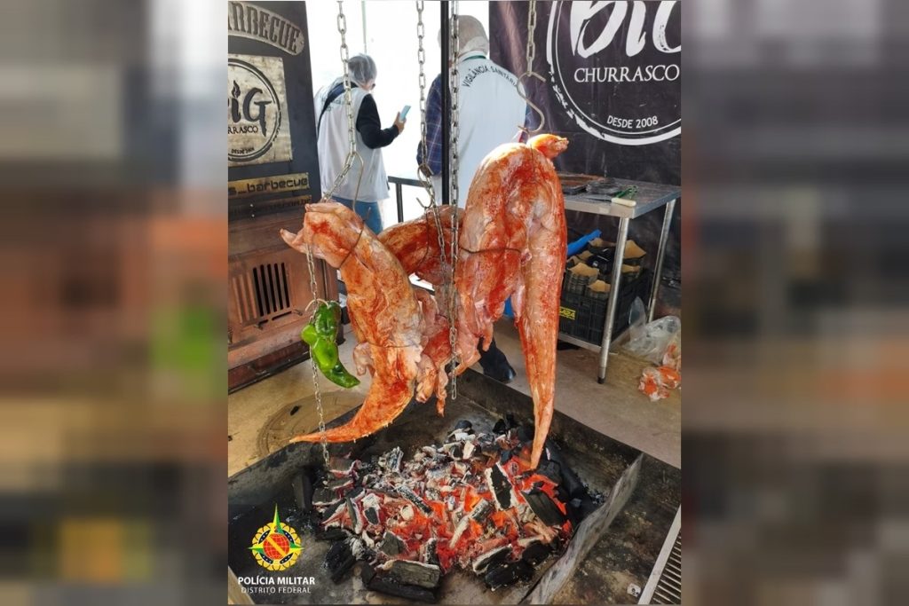 Churrasco proibido: polícia barra 360 kg de carne de jacaré