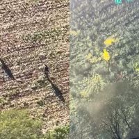 Imagem referente a Fuga de presos em Assis Chateaubriand: helicóptero Falcão apoia buscas; um fugitivo é baleado
