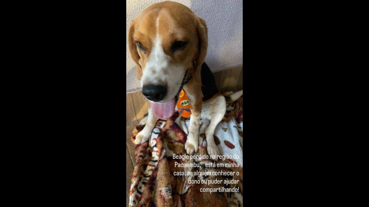 Cachorro é encontrado no bairro Pacaembu