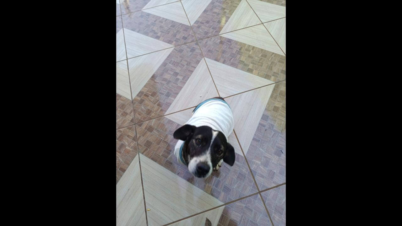 Cachorra é encontrada no bairro São Cristóvão