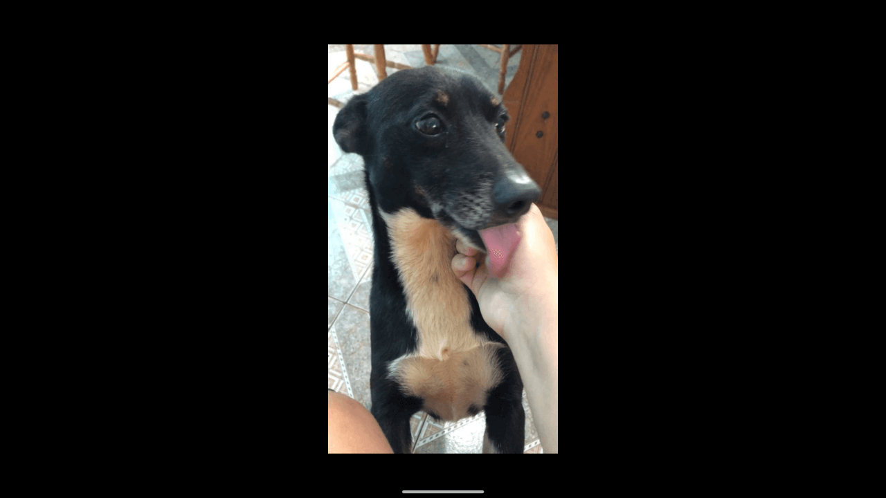 Cachorro Perigoso desapareceu no bairro Morumbi