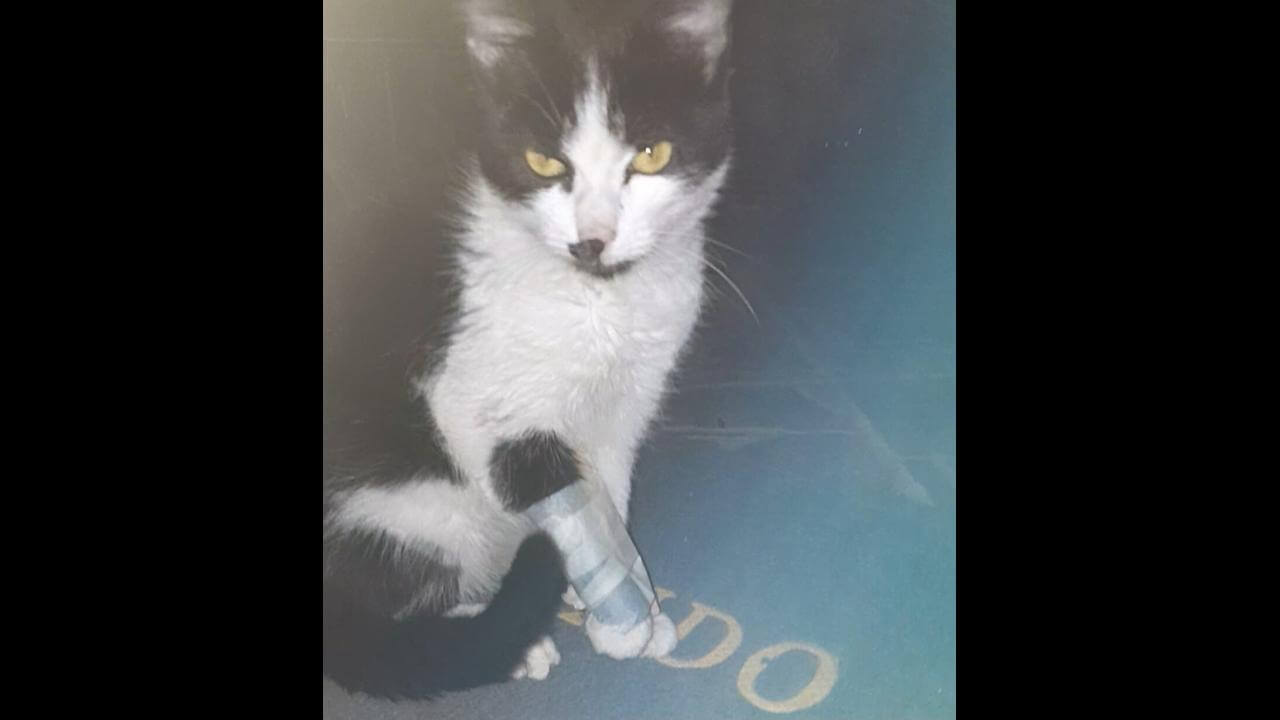 Gata desapareceu no bairro Itália