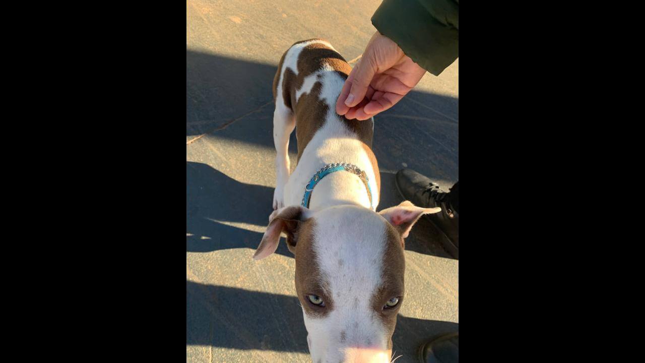 Cachorro é encontrado no bairro Santa Cruz