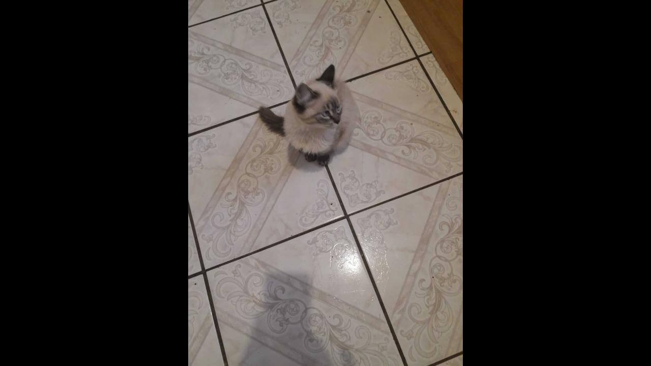 Gato Mitio desapareceu no bairro Universitário