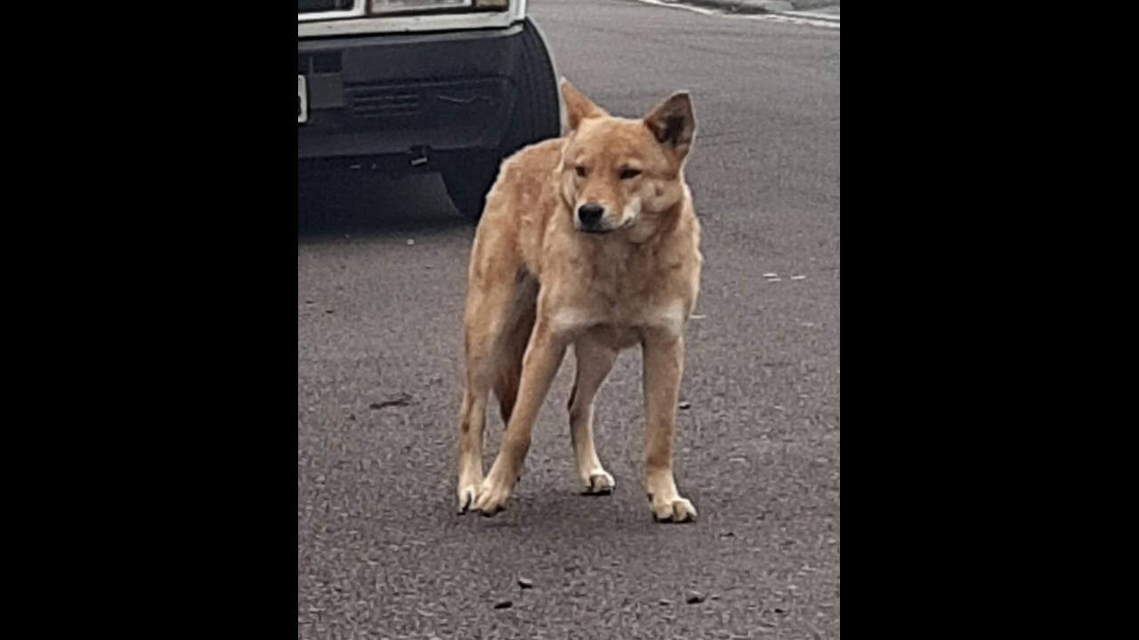 Cachorra é encontrada no bairro Pacaembu