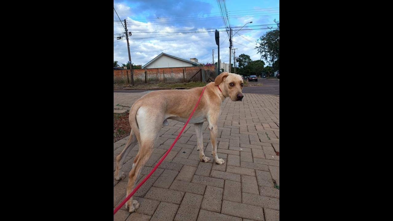 Cachorro Toddy desapareceu no bairro Alto Alegre