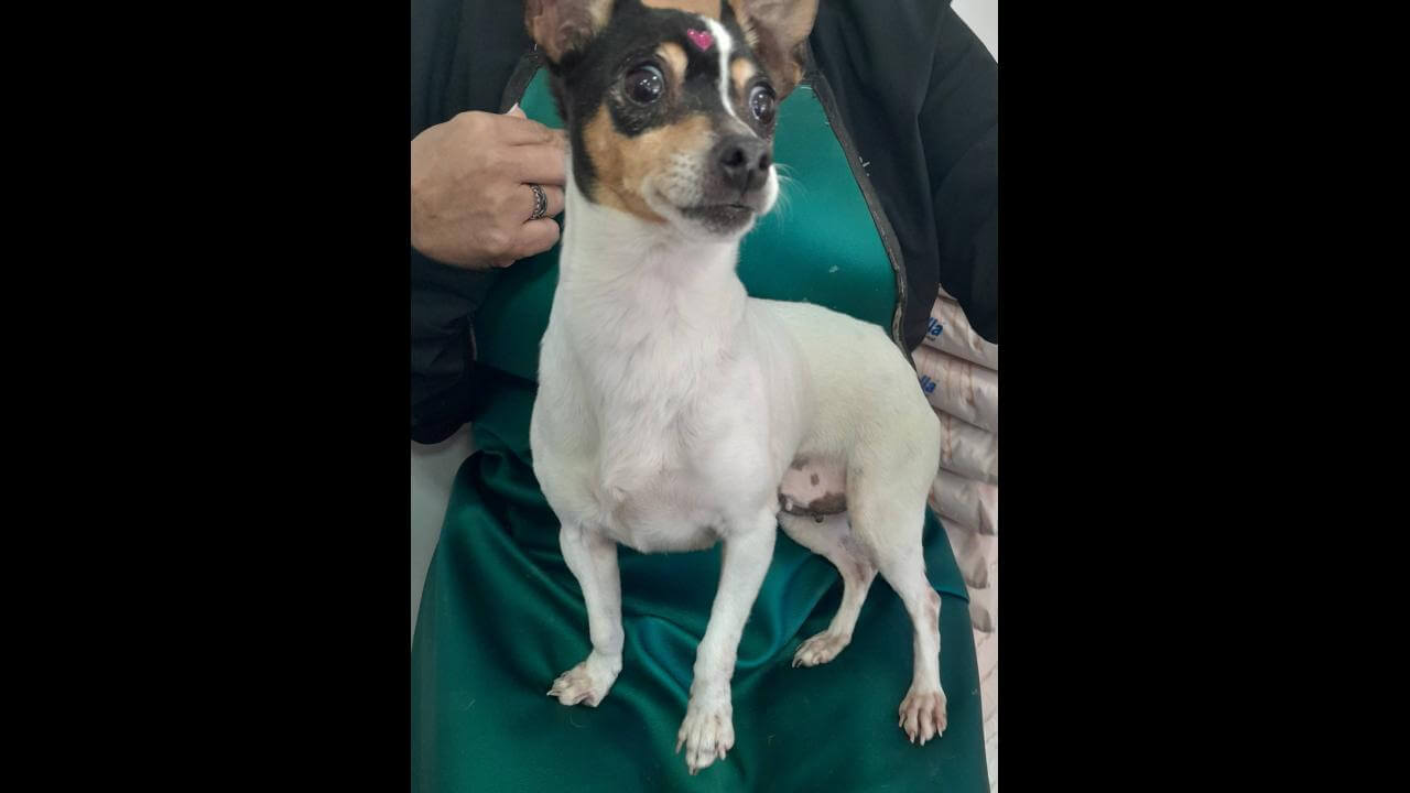 Cachorra é encontrada no bairro Periolo