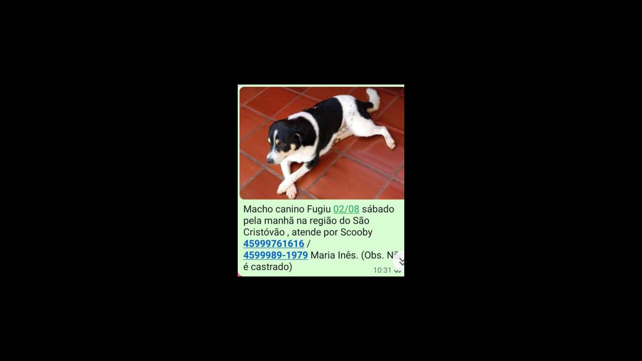 Cachorro Scooby desapareceu no bairro São Cristóvão