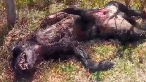 Você acredita em lobisomem? Mistério de animal estranho encontrado morto deixa internautas em dúvida Imagem referente a Você acredita em lobisomem? Mistério de animal estranho encontrado morto deixa internautas em dúvida