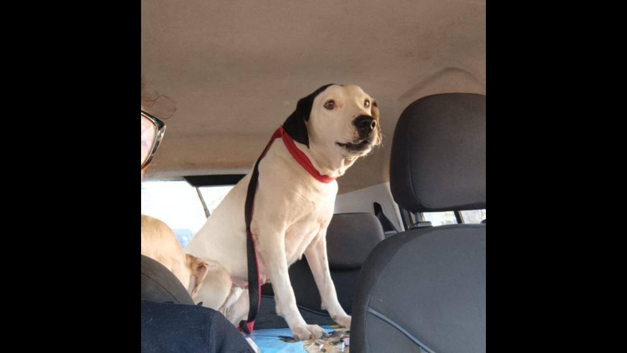 Cachorra desapareceu no bairro Lago Azul