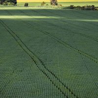 Imagem referente a COP30: agro quer se posicionar como parte da solução, diz associação