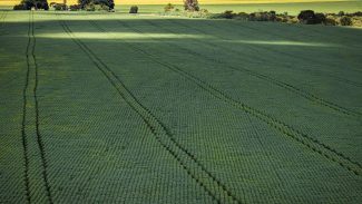 COP30: agro quer se posicionar como parte da solução, diz associação COP30: agro quer se posicionar como parte da solução, diz associação