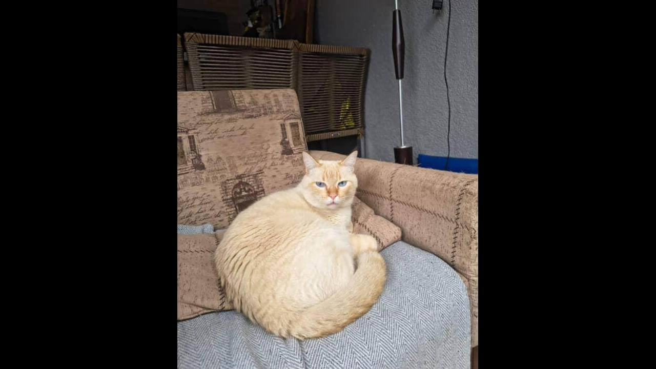 Gato Peter desapareceu no bairro Parque Verde