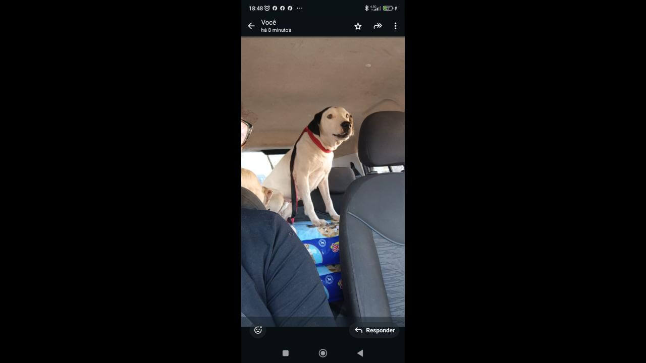 Cachorra Rana desapareceu no bairro Lago Azul