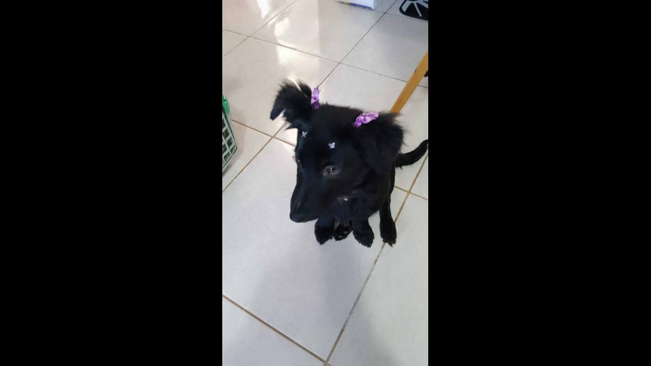 Cachorra é encontrada no bairro Jardim Montovani