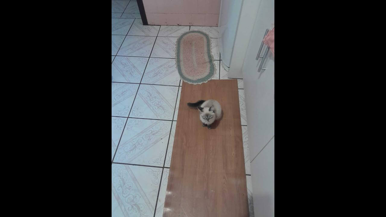 Gato Mitchio desapareceu no bairro Universitário