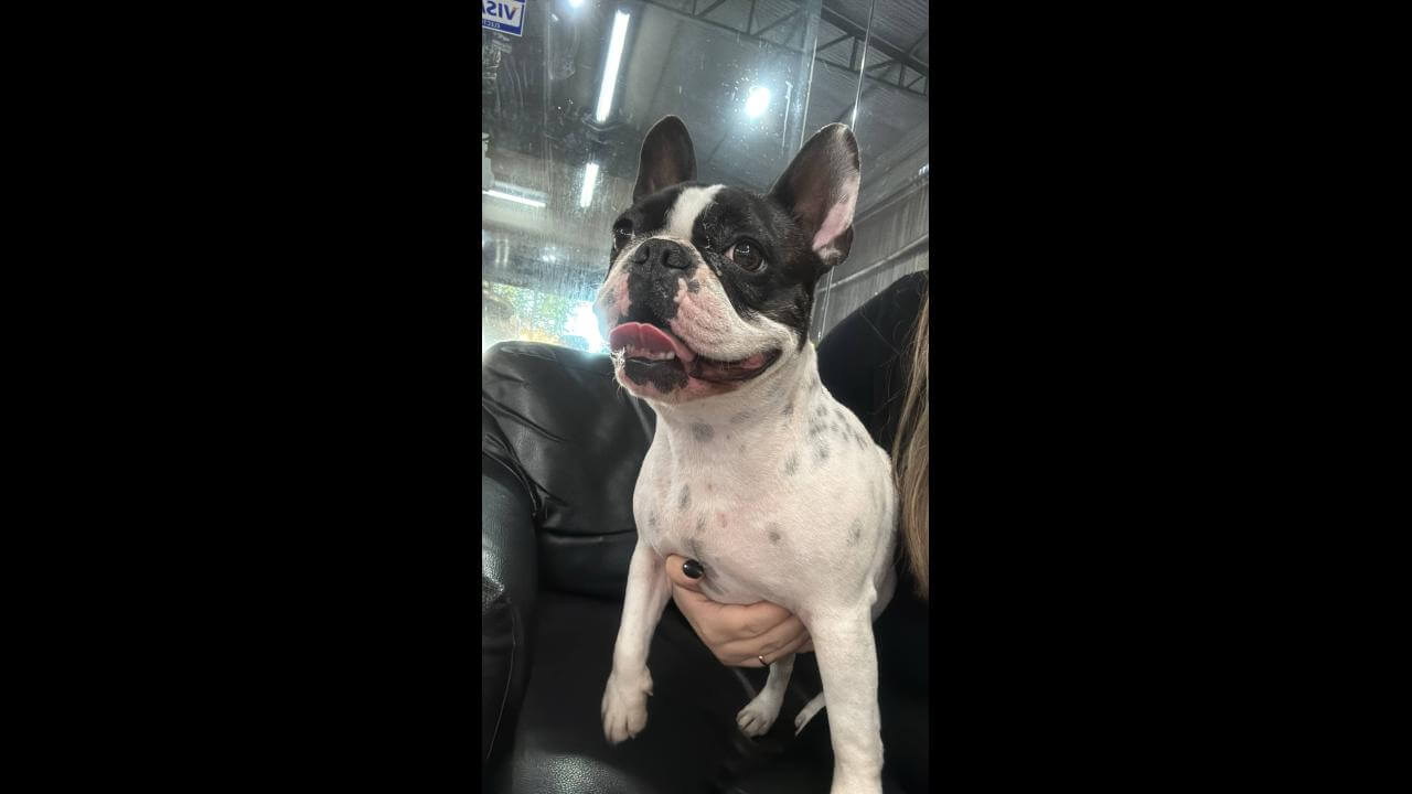 Cachorro é encontrado no bairro Coqueiral