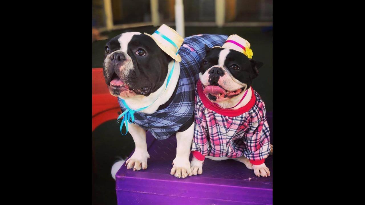 Cachorros Chico e Mel desapareceram no bairro Coqueiral