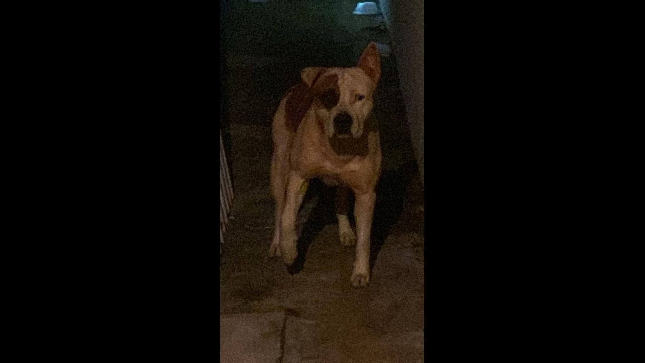 Cachorro é encontrado no bairro Coqueiral