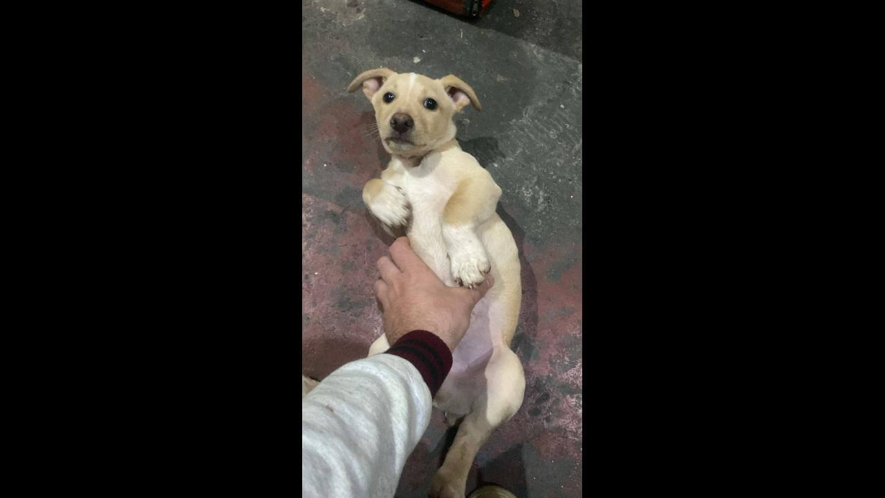 Cachorro é encontrado no bairro Santa Cruz