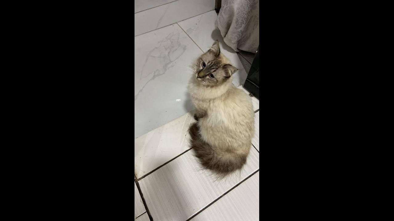 Gata Maya desapareceu no bairro São Cristóvão