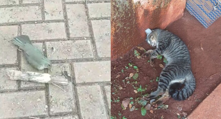 Condomínio em alerta: Gatos e pássaros morrem envenenados e moradores temem risco a crianças