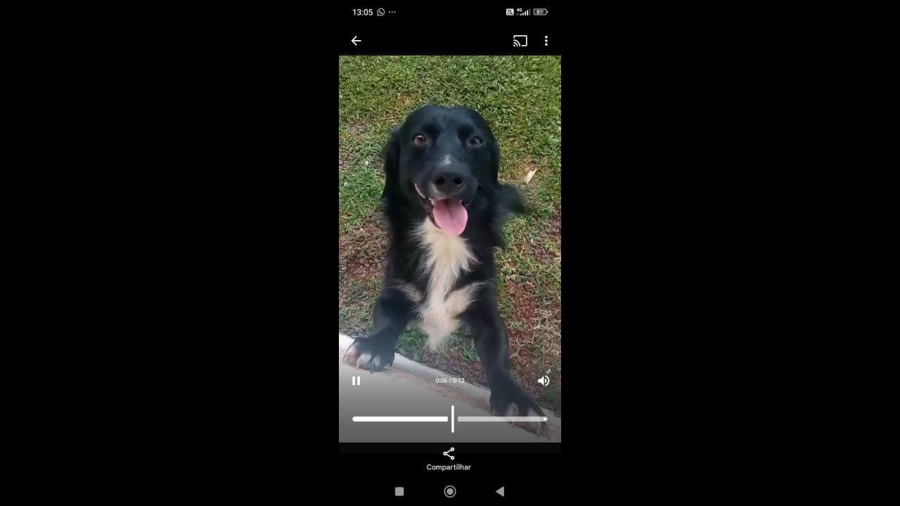 Cachorro Pão de Queijo desapareceu no bairro São Cristóvão Cachorro Pão de Queijo desapareceu no bairro São Cristóvão