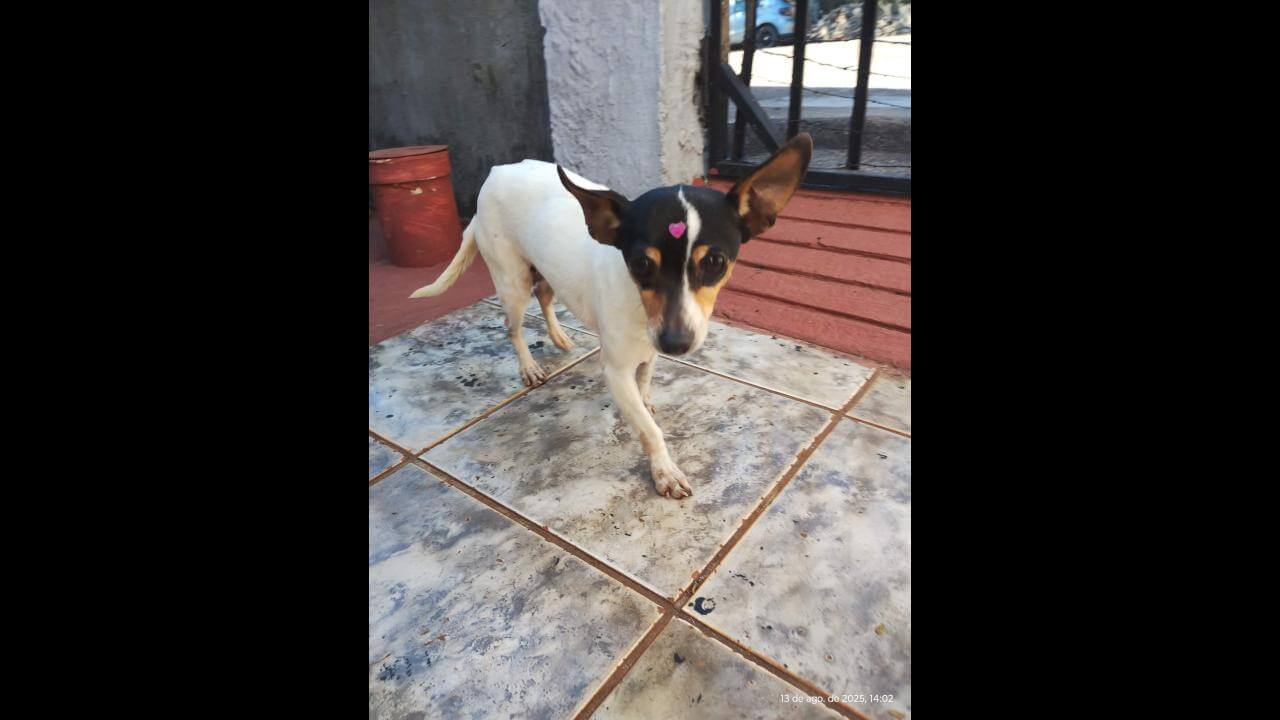 Cachorra é encontrada no bairro Periolo