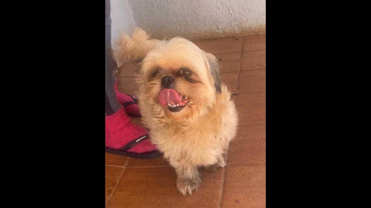 Cachorro é encontrado no bairro Santa Felicidade