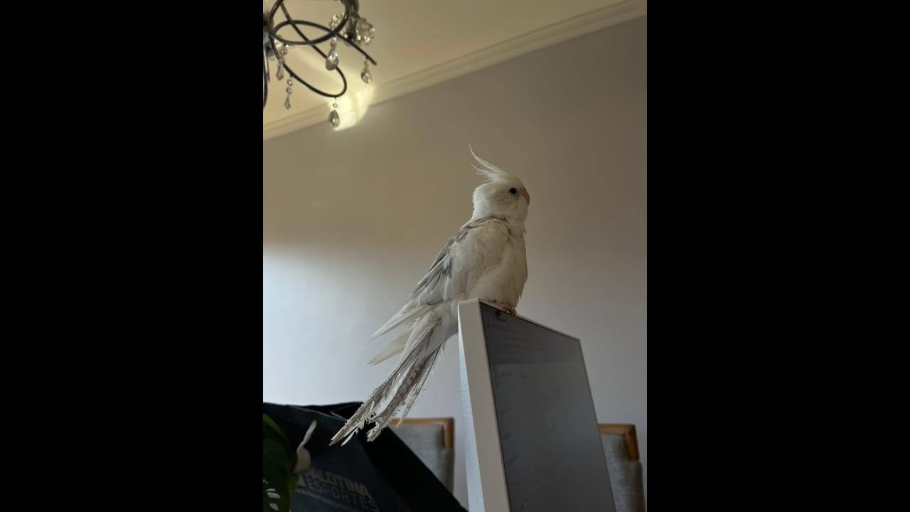 Calopsita é encontrado no bairro Coqueiral