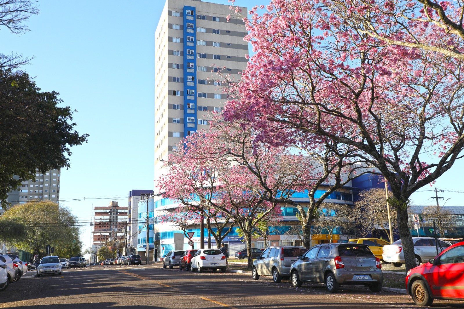 Cascavel: a cidade dos ipês amarelos, brancos, roxos e rosas