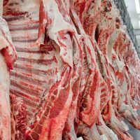 Imagem referente a Exportação de carne bovina bate recorde em mês anterior ao tarifaço